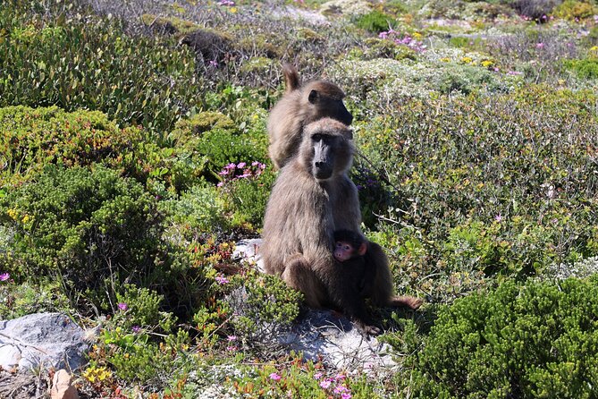 Private Cape of Good Hope Tour With Table Mountain Ticket Including Park Fees - Tour Accessibility