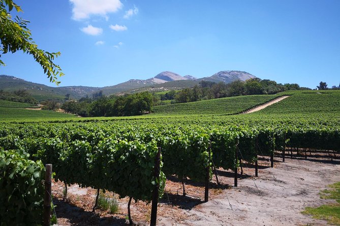 Private Cape Winelands From Stellenbosch or Franschhoek or Paarl - Taking in Winemaking History