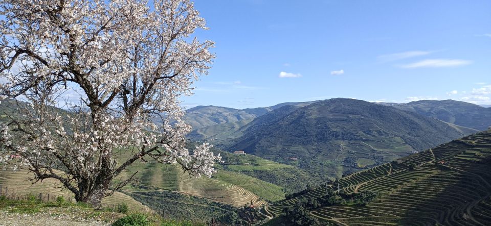 Private Douro Wine Tour - Highlights