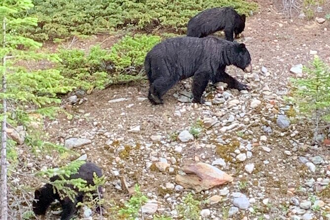 Private Tour for up to 24 Guests of Lake Louise and the Icefield Parkway - Inclusions and Amenities