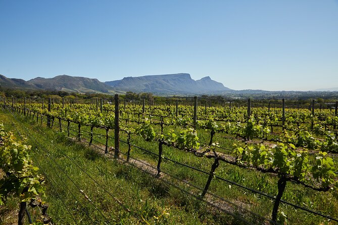 Private Tour of Top 5 Stellenbosch Wineries From Cape Town - Winemaking and Tastings