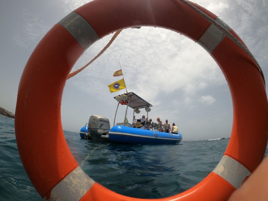 Puerto Colon : Dolphin & Whale Watching on a Speedboat - Glimpse of Whales and Turtles