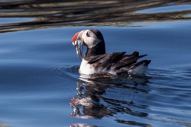 Puffin Cruise With Expert Tour Guide From Reykjavik - Expected Experiences on the Tour