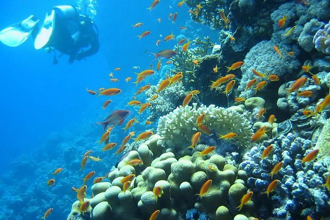 Red Sea Diving Trip From Hurghada: Beginner to Advanced Divers - Meals and Refreshments