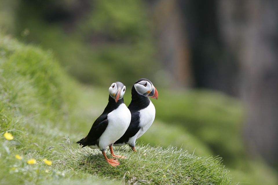 Reykjavik: 1-Hour Puffin Watching Tour - Highlights of the Experience