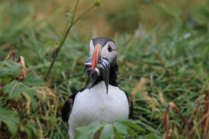 Reykjavik Premium Puffin Tour | Close up and Personal - Additional Information