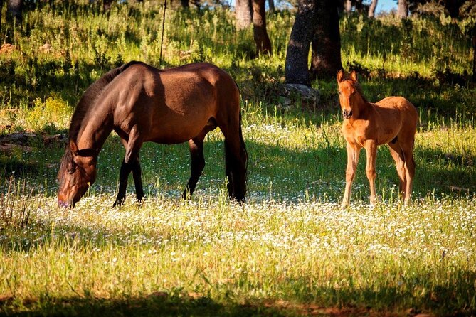 Ronda Nature Reserve Guided Tour - Learning About Ranch Life