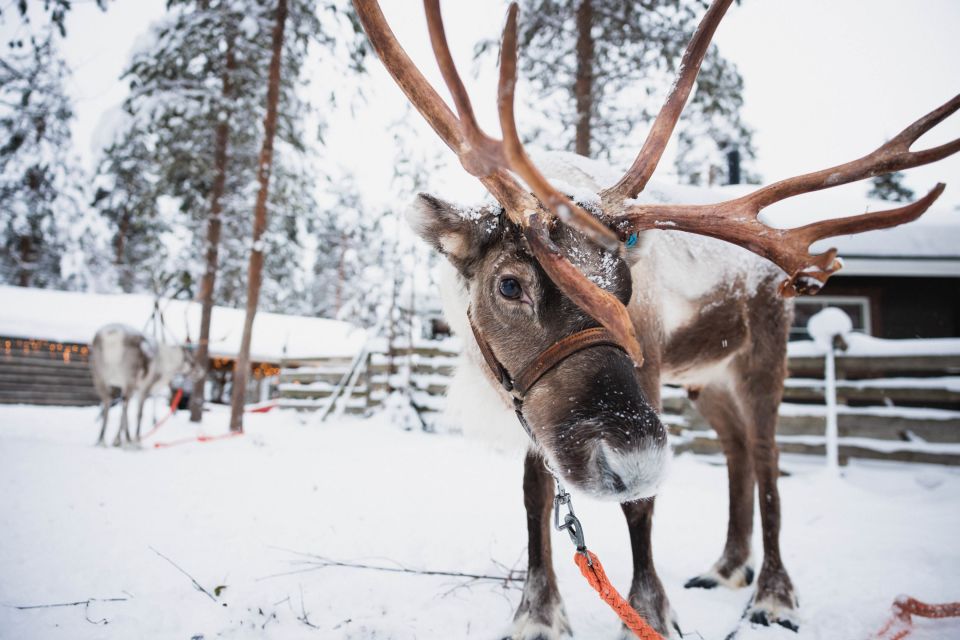 Rovaniemi: Snowmobile Tour and Reindeer Farm Experience - Reindeer Sledge Ride Experience