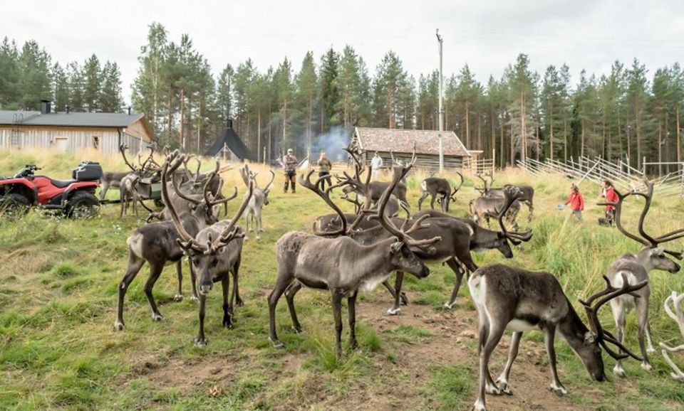 Rovaniemi: Summer Reindeer Farm Experience - Highlights