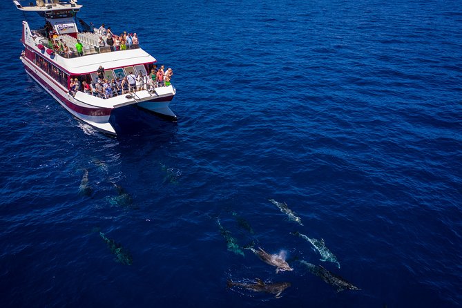 Royal Delfin - 45H Dolphin & Whale Watching - Los Gigantes Masca - Lunch & Swim - Scenic Views of Los Gigantes