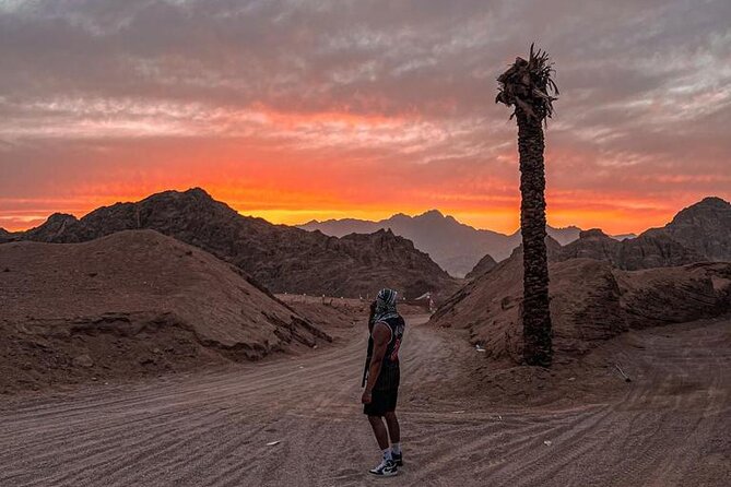 Safari 5 in 1 Quads, Camels, Show, Dinner & Star Gazing in Sharm El Sheikh - Camel Ride