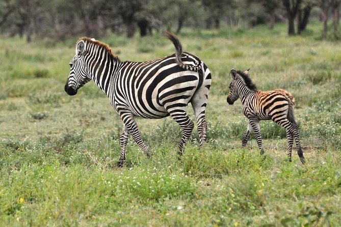 Safari in Tanzania 5 Days: Manyara, Ngorongoro, Serengeti - Transportation and Transfers