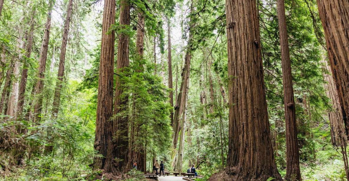 San Francisco: Muir Woods & Sausalito Tour With Ferry Option - Tour Details