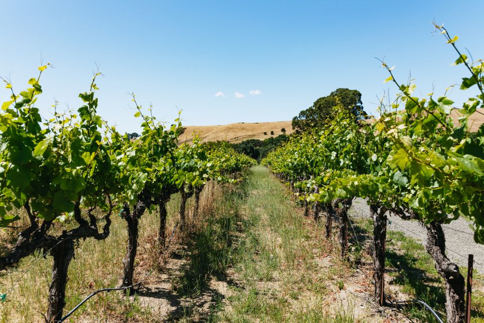 San Francisco: Napa and Sonoma Valley Wine Tour - Inclusions and Exclusions