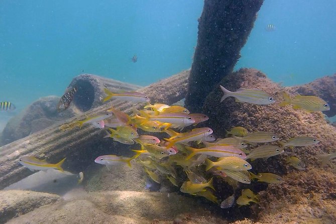 San Juan Guided Snorkel Tour With Videos - Guided Tour Details