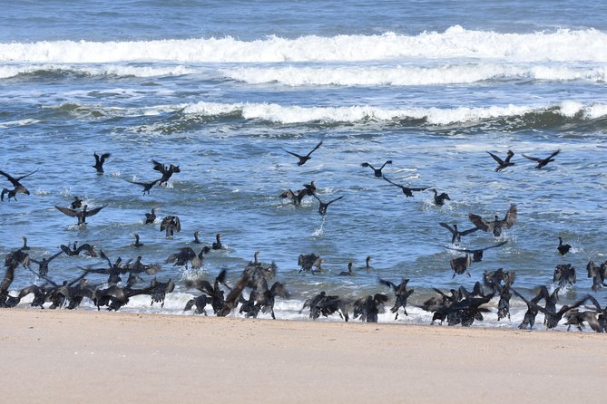 Sandwich Harbour Adventure: Seals and Sandwich Harbour Dune Drive - Cancellation Policy