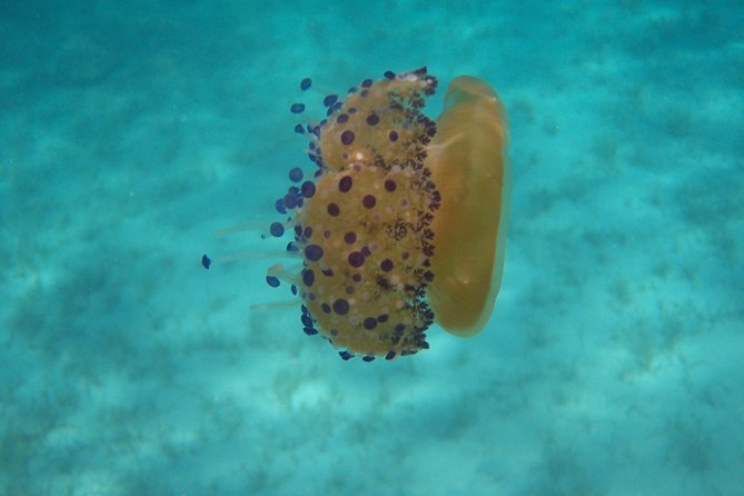 Scuba Diving in Naxos by Bluefindivers - Dive in Greece - Amazing Diving Spots - Ideal for Beginners