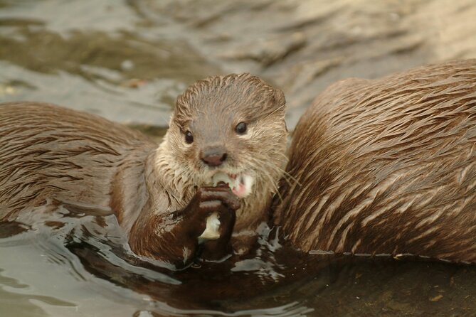 SEA LIFE Oberhausen Admission Ticket - Ticket Details and Inclusions