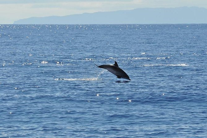 Seaborn Catamaran Trips - Wildlife Sighting Opportunities