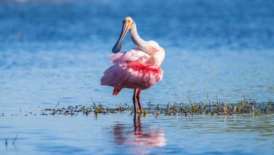 Semi-Private Everglades Tour From Miami or Fort Lauderdale - Airboat Ride