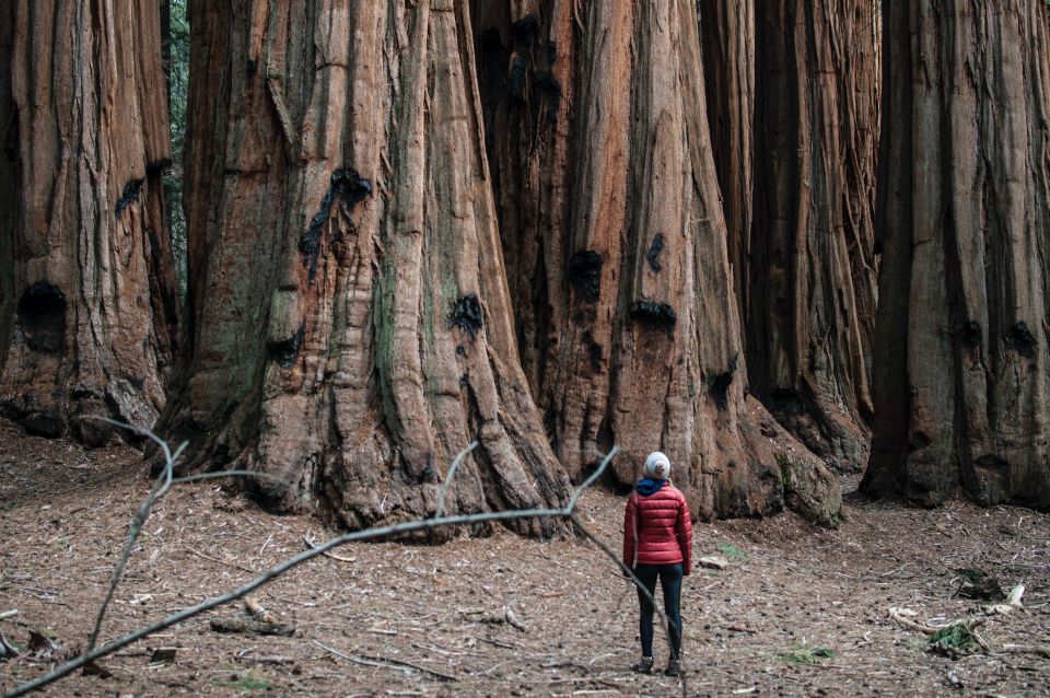 Sequoia: Private Tour & Hike - Inclusions