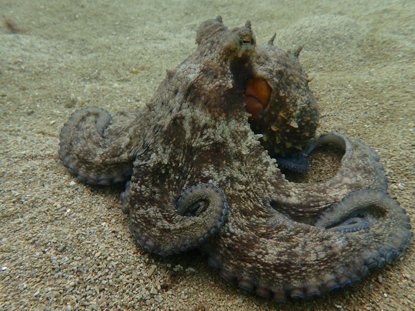 Sesimbra: Arrábida Marine Reserve Scuba Diving Experience - Diving Equipment Provided