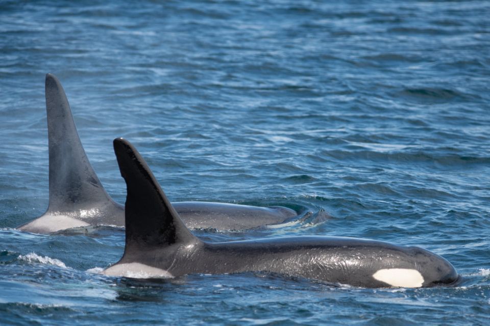 Seward: Kenai Fjords National Park 6-Hour Cruise - Glaciers and Landscapes