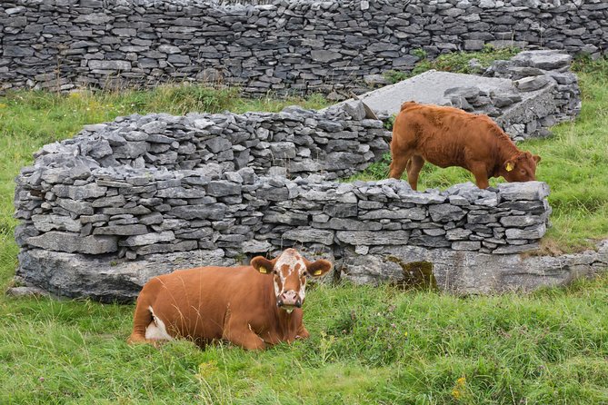 Small Group - Cliffs Cruise, Aran Islands and Connemara in One Day From Galway - Cliffs of Moher Boat Cruise