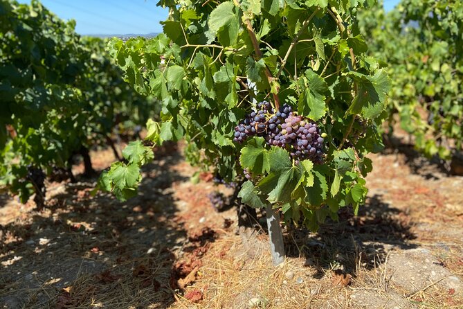 Small Group Guided E-bike Tour in Nices Organic Vineyard - Meeting and End Point