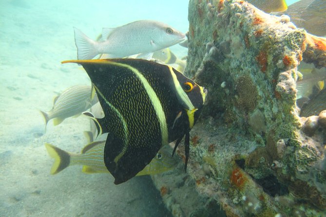 St Thomas Mangrove Lagoon Kayak and Snorkel Tour in the US Virgin Islands - Kayaking Through Serpentine Channels