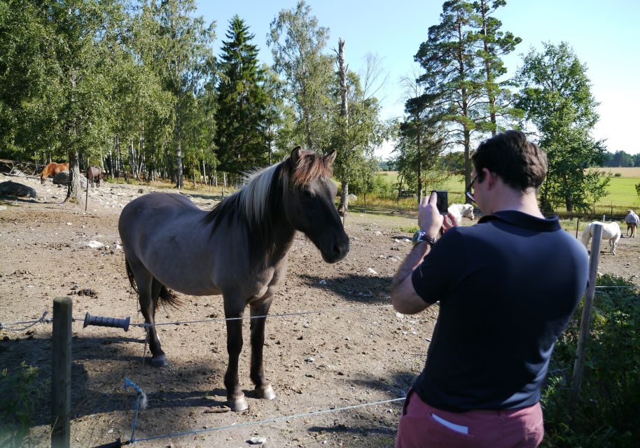 Stockholm Icelandic Horses, Countryside and Swedish History - Countryside Landscape