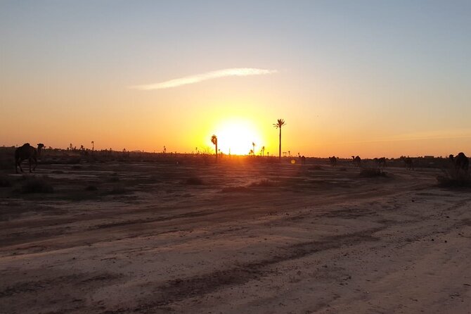 Sunset Camel Ride Marrakech Palmeraie - Climate-Controlled Transportation Provided