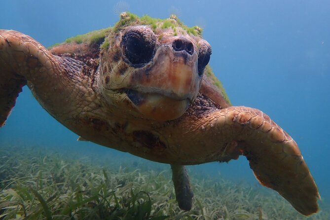 Swim With Turtles - Potential Wildlife Sightings