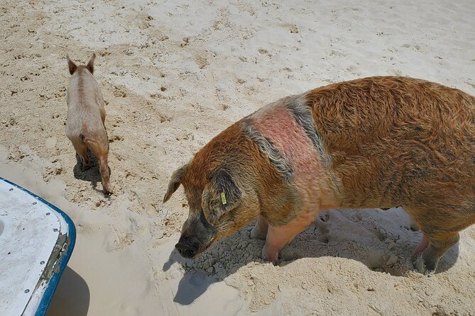 Swiming Pigs and Shark Tour Nassau to Exuma by Plane and Boat - Exploring 7 Bahamian Islands