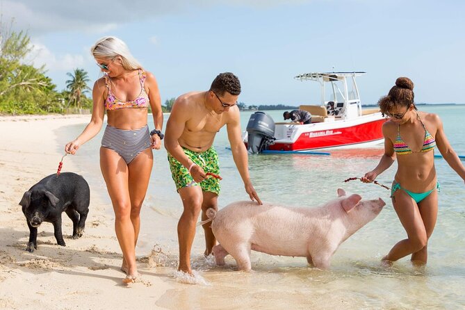 Swimming Pigs of Rose Island & Sea Turtle Viewing Group Tour - Accessibility and Participation