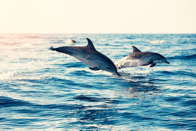 Swimming With Dolphin in Red Sea Adventure With Lunch - Hurgada - Group Size and Cancellation