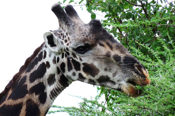 Tanzania Safari - The Great Migration in the North of the Serengeti and Lake Natron - Pickup and Dropoff