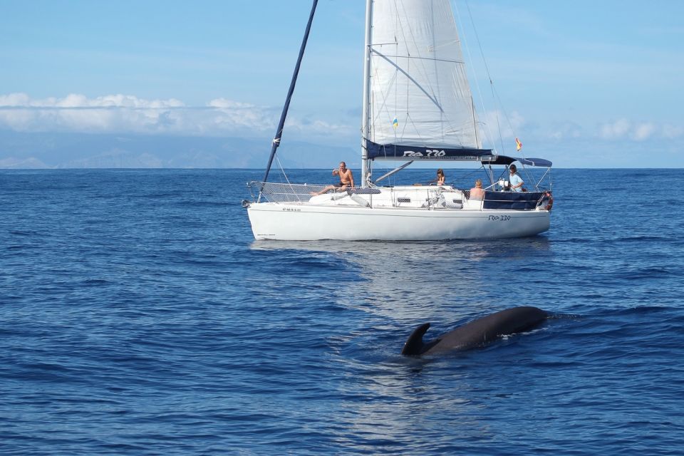 Tenerife: 3 &-6 Hour Private Whale & Dolphin Watching - Swimming and Snorkeling in Crystal Waters