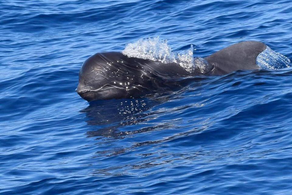 Tenerife: Luxury Private Whale & Dolphin Watching Tour - On-board Amenities Included