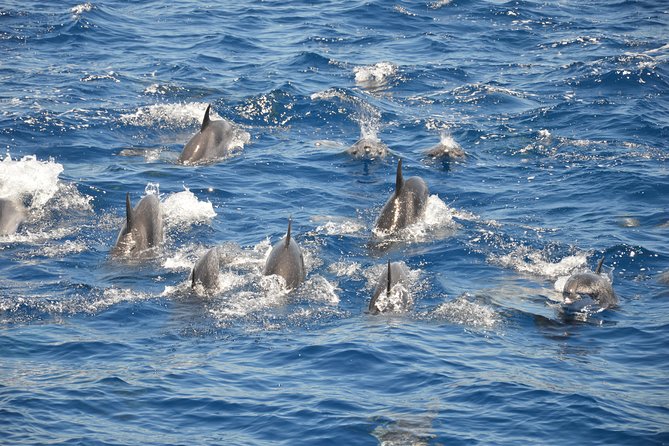 Tenerife: Whale and Dolphin Watching - Wildlife Sightings