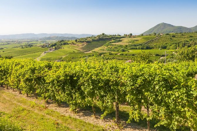 The Original Private Prosecco Tour All Inclusive From Conegliano - Confirmation and Accessibility