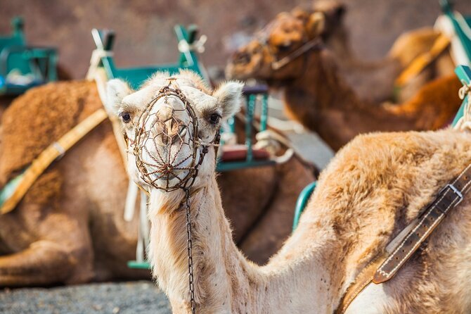 Timanfaya Park & Camel Ride (Extra Cost) - Short South Tour - La Geria Winery Tour and Tasting