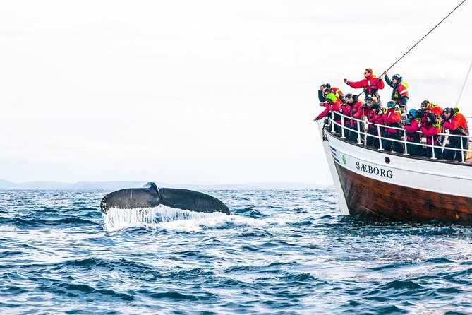 Traditional Oak Ship Whale Watching Tour From Husavik - Refreshments and Amenities