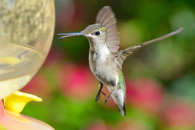 Trinidad Nature & Hummingbird Experience - Location and Transportation