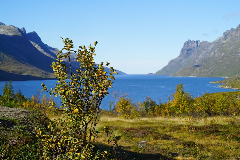 Tromsø: Fjord Sightseeing in a Tesla X Luxury Electric Car - Inclusions