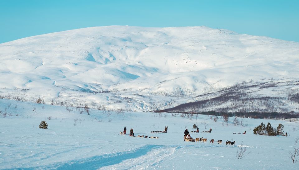 Tromsø: Husky Sled Self-Drive With Traditional Lunch - Husky Mushing Instruction