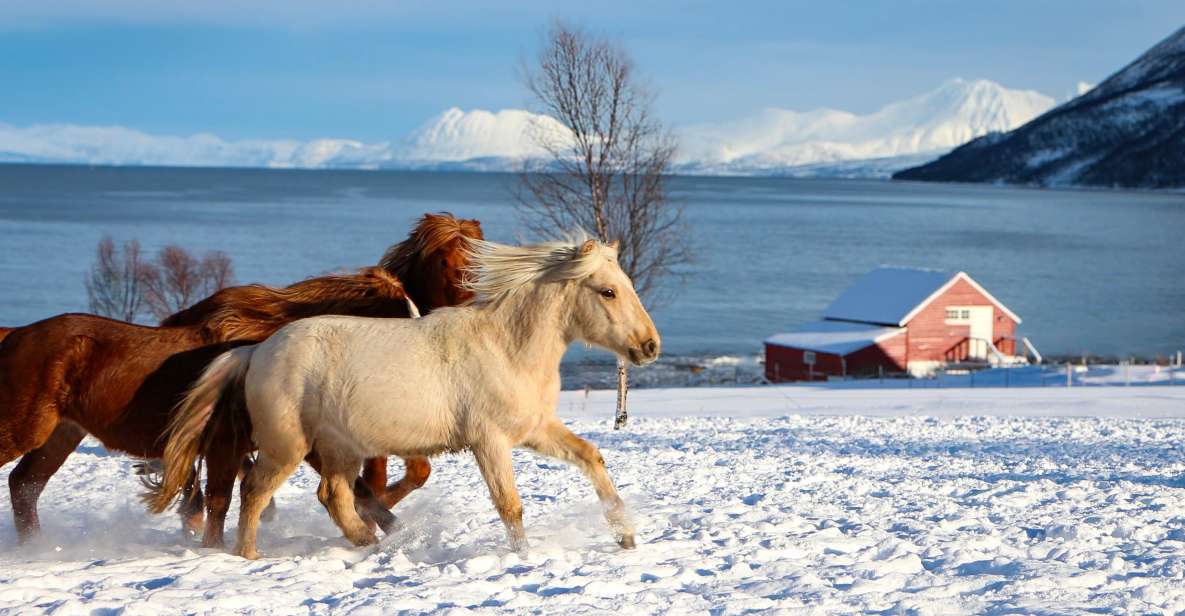 Tromsø: Lyngen Horse Stud Farm Visit - Encounter With Majestic Horses