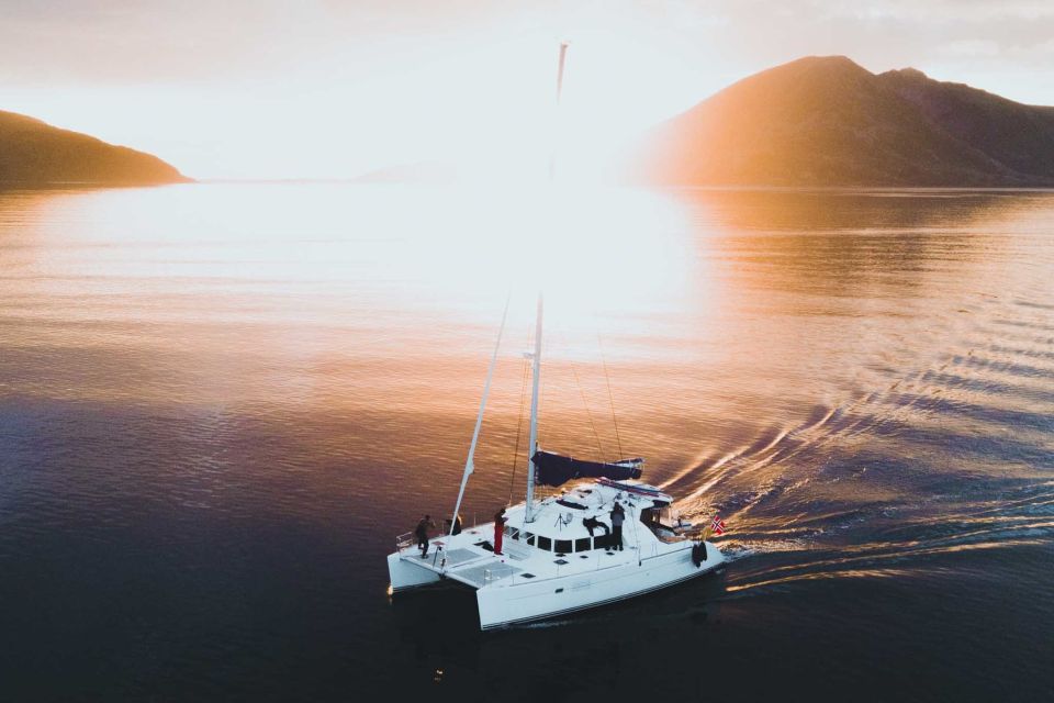 Tromsø: Midnight Sun or Sunset Sail - Learning About Arctic Marine Life