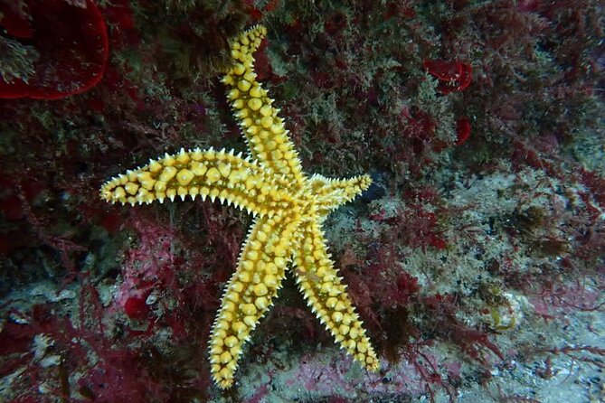 Try Scuba Diving in Arrabida Natural Park (Near Lisbon) With Pictures - Requirements and Restrictions