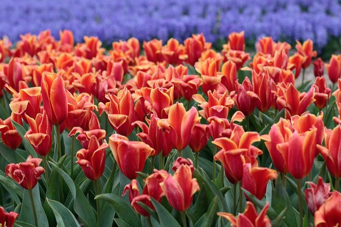 Tulipfields of Holland Tour - Tulip History and Cultivation